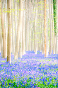 Michael von Hassel, Hallerbos, 2008