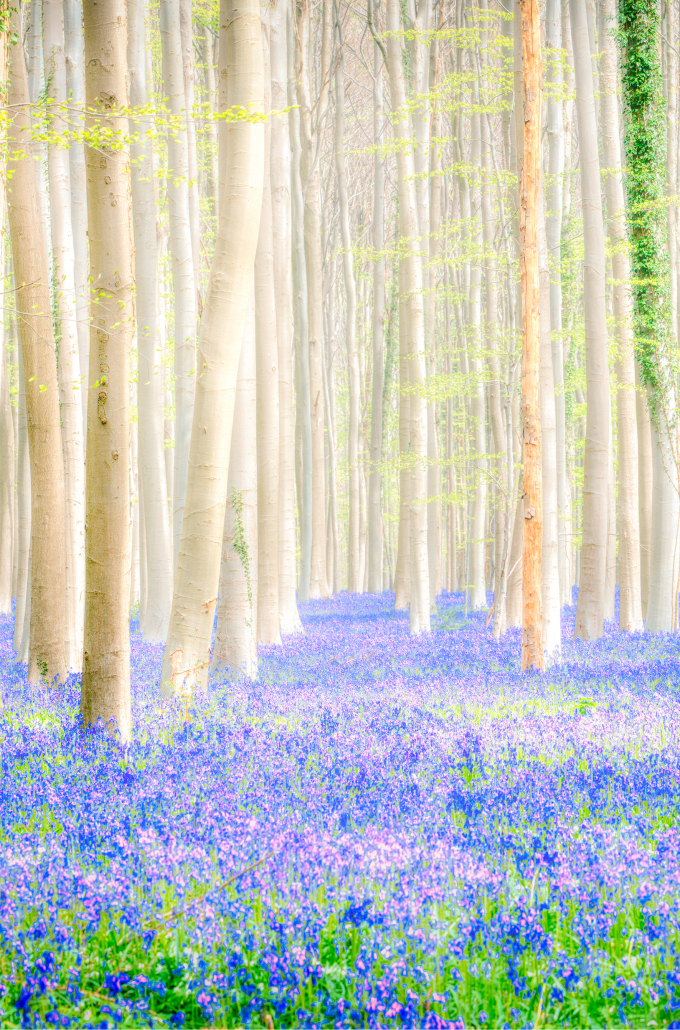 Michael von Hassel, Hallerbos, 2008